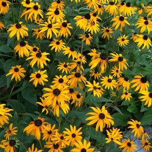 Meet your Posher, Haleu